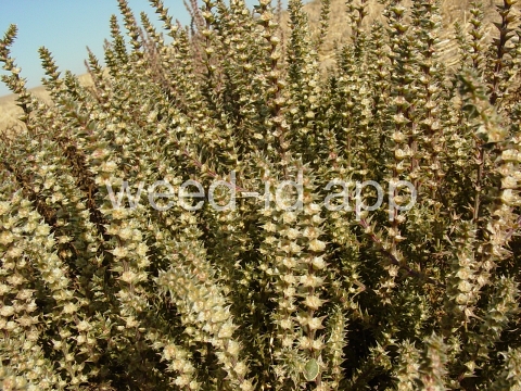 thistle, Russian